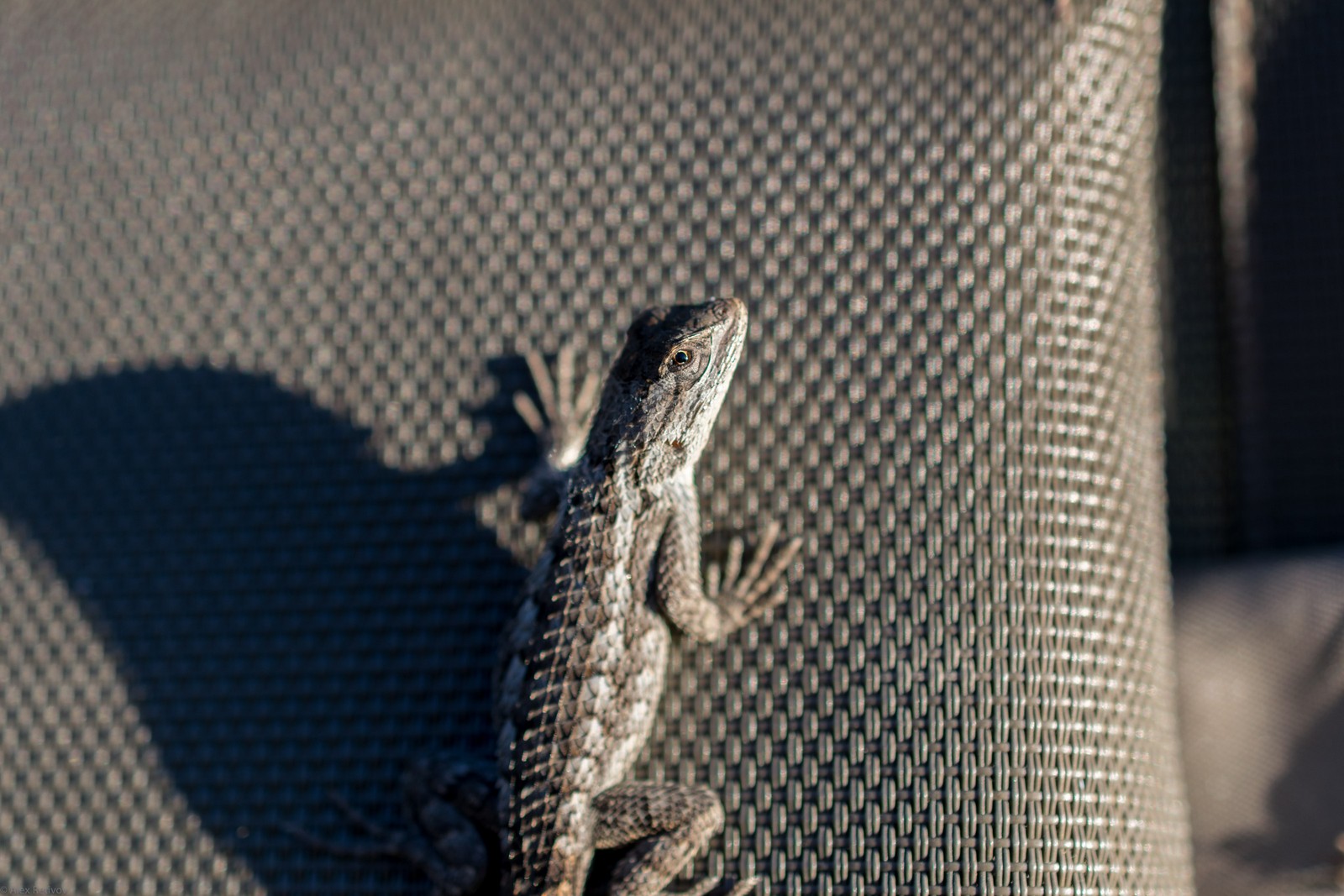 Shadow Dragon