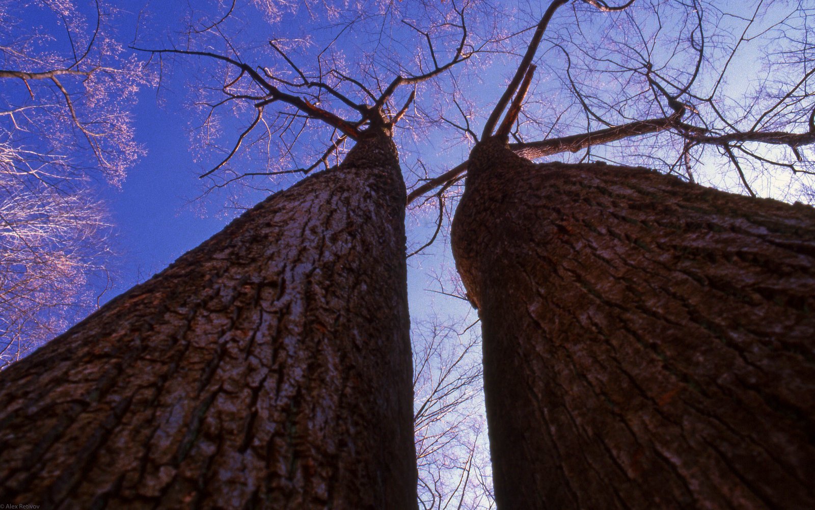 Towering Twins